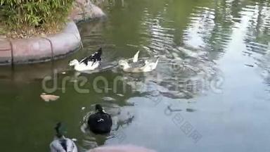 鸭子在池塘游泳。 野生动物。 野生候鸟。 一群美丽的鸟。 一群鸭子。 水鸟。
